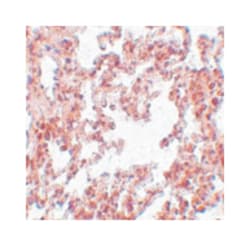 SRPX2 Rabbit anti-Human, Mouse, Rat, Polyclonal Antibody, Abnova 100&mu;g;