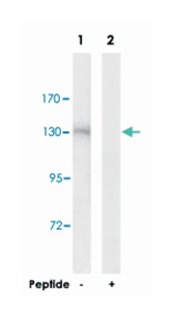 HDAC6 Rabbit anti-Human, Mouse, Polyclonal Antibody, Abnova 100 &mu;g | Buy Online | Abnova | Fisher Scientific