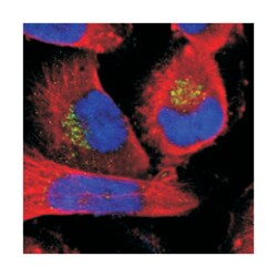 MANEA Rabbit anti-Human, Polyclonal Antibody, Abnova 100&mu;L; Unlabeled:Antibodies,