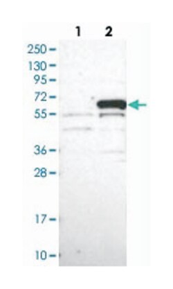 MPP6 Rabbit anti-Human, Polyclonal Antibody, Abnova 100&mu;L; Unlabeled:Antibodies,