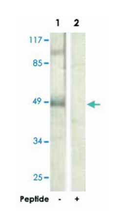 HDAC3 Rabbit anti-Human, Mouse, Rat, Polyclonal Antibody, Abnova 100&mu;g;