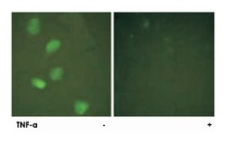 HDAC3 Rabbit anti-Human, Mouse, Rat, Polyclonal Antibody, Abnova 100&mu;g;