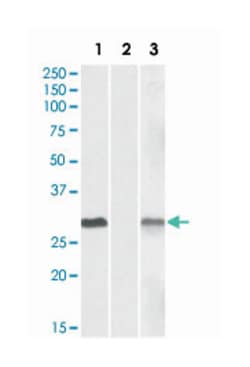 DYDC1 Goat anti-Human, Polyclonal Antibody, Abnova 100&mu;g; Unlabeled:Antibodies,