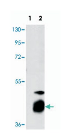 DUSP7, Rabbit, Polyclonal Antibody, Abnova 400&mu;L; Unlabeled:Antibodies,