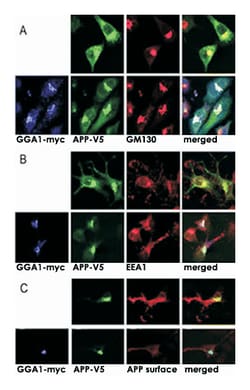 GGA1 Rabbit anti-Human, Mouse, Polyclonal Antibody, Abnova 400&mu;L; Unlabeled:Antibodies,