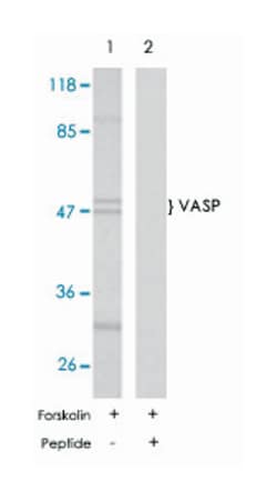 VASP Rabbit anti-Human, Mouse, Rat, Polyclonal Antibody, Abnova 100&mu;g;