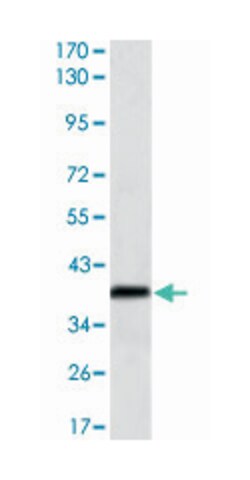 MSI1, Mouse, Clone: 2A12, Abnova 100&mu;L; Unlabeled:Antibodies, Monoclonal