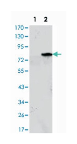 MYOD1, Mouse, Clone: 1C8, Abnova 100 &mu;L | Buy Online | Abnova Corporation | Fisher Scientific