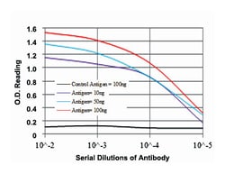 NEDD8, Mouse, Clone: 1A7, Abnova 100&mu;L; Unlabeled:Antibodies, Monoclonal