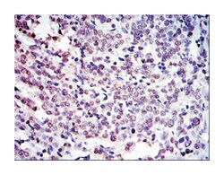 NEDD8, Mouse, Clone: 1A7, Abnova 100&mu;L; Unlabeled:Antibodies, Monoclonal