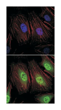 NEDD8, Mouse, Clone: 1A7, Abnova 100&mu;L; Unlabeled:Antibodies, Monoclonal