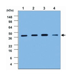 CTSD, Mouse, Clone: 4G2, Abnova 100&mu;L; Unlabeled:Antibodies, Monoclonal