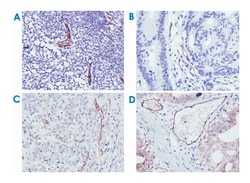 NOS3, Mouse, Clone: 6H2, Abnova 100 &mu;L | Buy Online | Abnova | Fisher Scientific