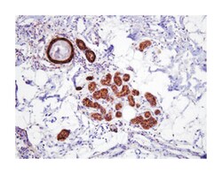 HSPA1A, Mouse, Clone: 4E7, Abnova 100&mu;L; Unlabeled:Antibodies, Monoclonal