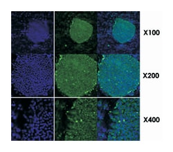 HSP90B1, Mouse, Clone: 2H3, Abnova 100&mu;L; Unlabeled:Antibodies, Monoclonal