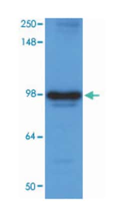 HSP90B1, Mouse, Clone: 2H3, Abnova 100&mu;L; Unlabeled:Antibodies, Monoclonal