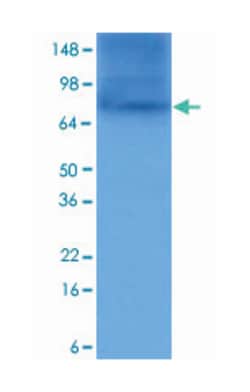 HSP90AA1, Mouse, Clone: 4F10, Abnova 100&mu;L; Unlabeled:Antibodies, Monoclonal