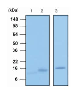 VAMP2, Mouse, Clone: 3E5, Abnova 100&mu;L; Unlabeled:Antibodies, Monoclonal