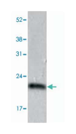PPIC, Mouse, Clone: AT3C6, Abnova 100&mu;L; Unlabeled:Antibodies, Monoclonal