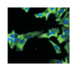 GAPDH, Mouse, Monoclonal Antibody, Abnova 100&mu;g; Unlabeled:Antibodies,
