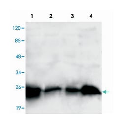 RAB2A, Mouse, Monoclonal Antibody, Abnova 100&mu;g; Unlabeled:Antibodies,