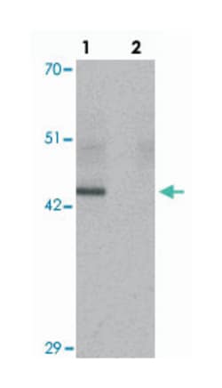 KLF4, Mouse, Clone: 4E5C3, Abnova 100&mu;g; Unlabeled:Antibodies, Monoclonal