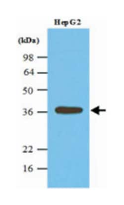 PPP1CA, Mouse, Clone: 4G3, Abnova 100&mu;L; Unlabeled:Antibodies, Monoclonal