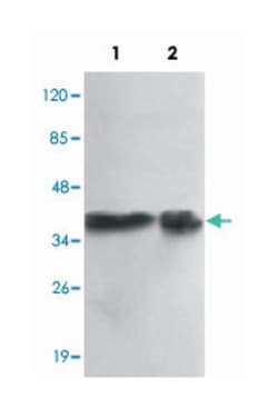PPP1CA Mouse anti-Human, Monoclonal Antibody, Abnova 100&mu;g; Unlabeled:Antibodies,
