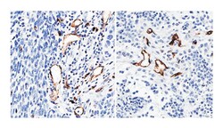 PECAM1, Mouse, Clone: C31.3, Abnova 100&mu;g; Unlabeled:Antibodies, Monoclonal