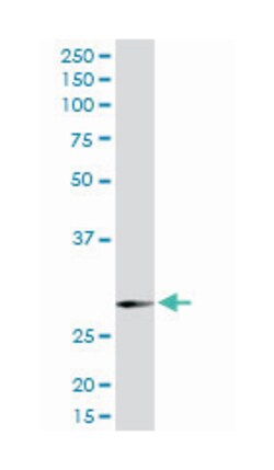 synaptosomal-associated protein, 29kDa, Rabbit, Purified MaxPab Polyclonal