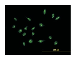 X antigen family, member 2, Mouse, Purified MaxPab™ Polyclonal Antibody, Abnova™
