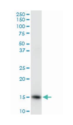 ISG15 ubiquitin-like modifier, Rabbit, Purified MaxPab Polyclonal Antibody,
