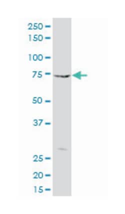 praja ring finger 2, Mouse, Polyclonal Antibody, Abnova&trade;