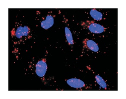 cAMP responsive element binding protein 3, Rabbit, Purified MaxPab Polyclonal Antibody, Abnova 100 &mu;g | Buy Online | Abnova | Fisher Scientific