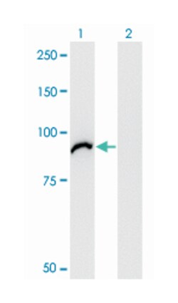 VAC14, Mouse, Clone: 3B2, Abnova&trade;