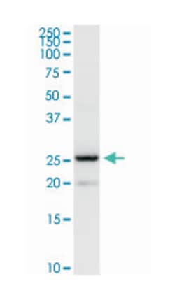 B-cell receptor-associated protein 29, Rabbit, Purified MaxPab Polyclonal