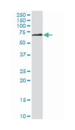 DPYSL5, Mouse, Clone: 2D10, Abnova 100&mu;g; Unlabeled:Antibodies, Monoclonal