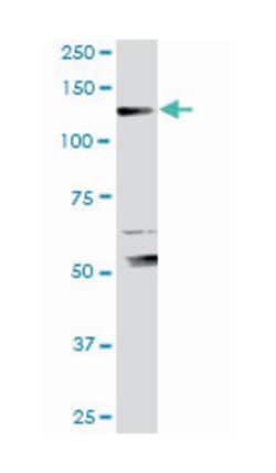 exportin 5, Rabbit, Purified MaxPab Polyclonal Antibody, Abnova 100 &mu;g | Buy Online | Abnova Corporation | Fisher Scientific
