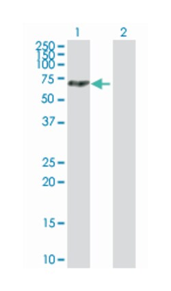 MTMR14, Mouse, Purified MaxPab Polyclonal Antibody, Abnova 50&mu;g; Unlabeled:Antibodies,