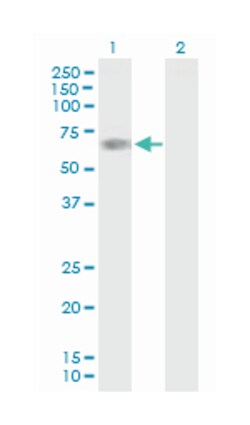 Abnova Corporation&nbsp;PHF17, Mouse, Purified MaxPab&trade; Polyclonal Antibody, Abnova&trade;