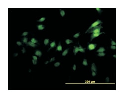 zinc finger protein 496, Mouse, Clone: 4B1, Abnova 100&mu;g; Unlabeled:Antibodies,