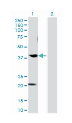 CABLES1, Mouse, Purified MaxPab™ Polyclonal Antibody, Abnova™