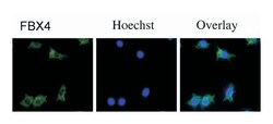 FBX4, Rabbit, Polyclonal Antibody, Abnova 100&mu;L; Unlabeled:Antibodies,