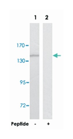 RGAG1 Rabbit anti-Human, Mouse, Polyclonal Antibody, Abnova 100&mu;g; Unlabeled:Antibodies,