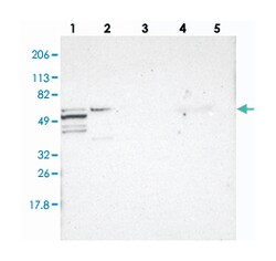 GLIS1, Rabbit, Polyclonal Antibody, Abnova 100&mu;L; Unlabeled:Antibodies,