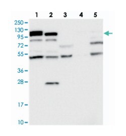 OAS3 Rabbit anti-Human, Polyclonal Antibody, Abnova 100 &mu;L | Buy Online | Abnova Corporation | Fisher Scientific