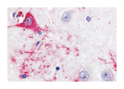 GPR39 Rabbit anti-Human, Polyclonal Antibody, Abnova 50 &mu;g | Buy Online | Abnova Corporation | Fisher Scientific