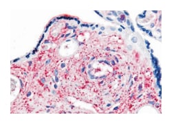 KCNMB3 Rabbit anti-Human, Polyclonal Antibody, Abnova 50 &mu;g | Buy Online | Abnova Corporation | Fisher Scientific