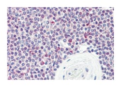 SYNGR2 Rabbit anti-Human, Polyclonal Antibody, Abnova 50 &mu;g | Buy Online | Abnova Corporation | Fisher Scientific