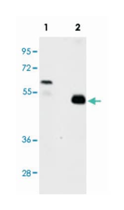 TRAF2 Rabbit anti-Human, Polyclonal Antibody, Abnova 400 &mu;L | Buy Online | Abnova Corporation | Fisher Scientific